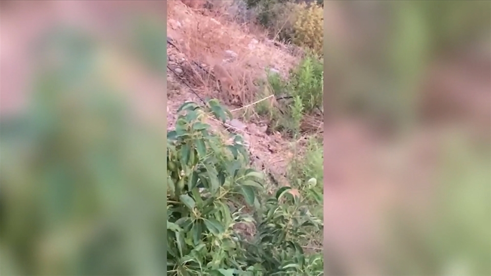 Eski düşmanlar dost oldu! Tilkiyle pazarlık...