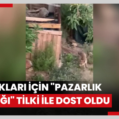 Tavukları için "pazarlık yaptığı" tilki ile dost oldu