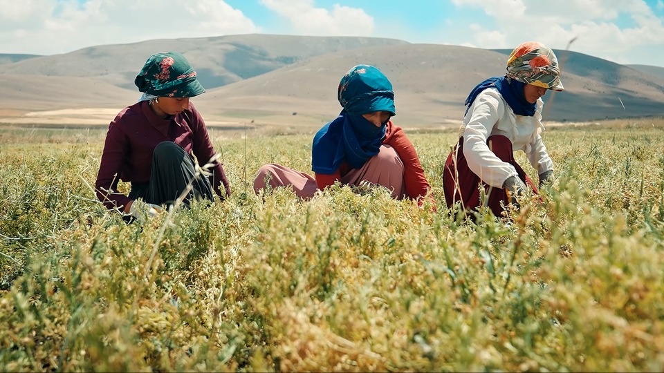 Kayseri'de yeşil mercimek için güç birliği