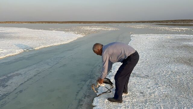 Çiftliğe düşen yavru flamingo Tuz Gölü'ne bırakıldı