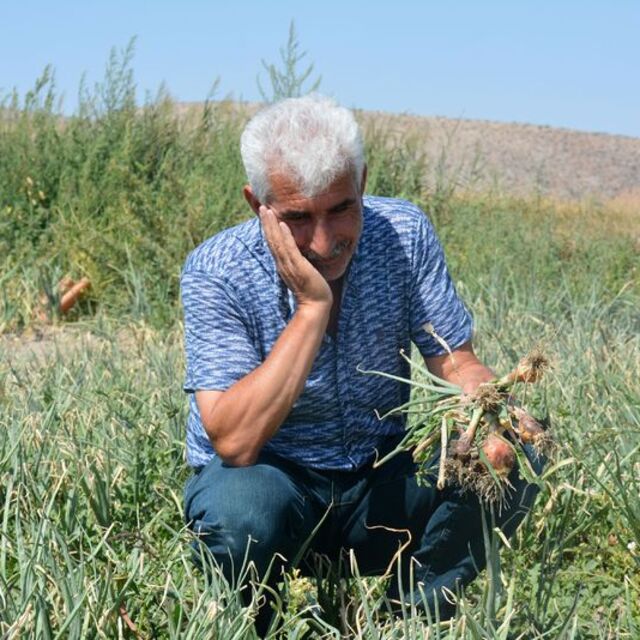 Soğan yandı, tarlada kaldı!