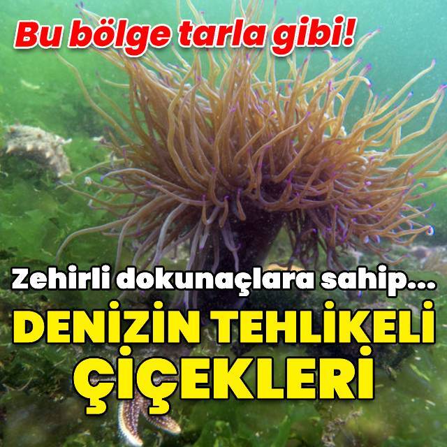 Denizin tehlikeli çiçekleri anemonlar kayıt altında!