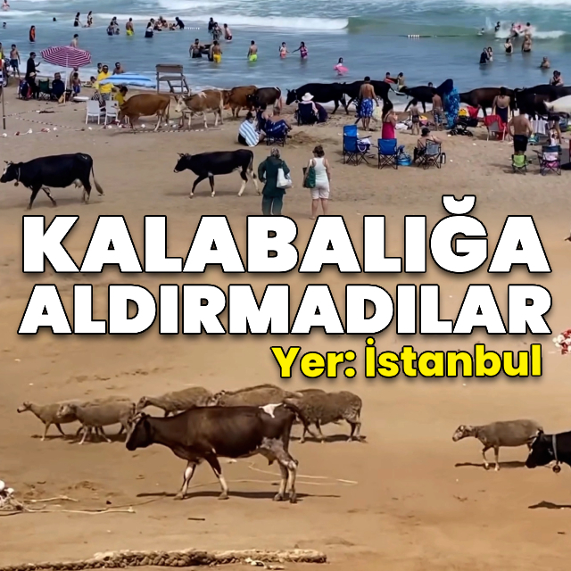Kalabalığa aldırmadılar