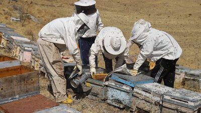 Bayburt'ta organik hasat başladı