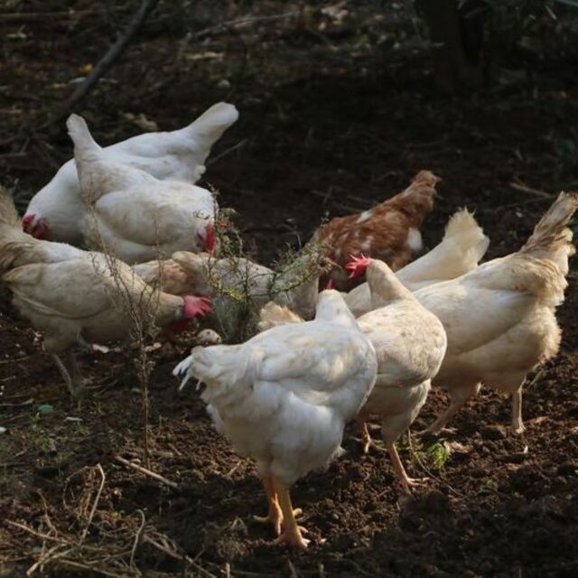 Kadın girişimlere yönelik "Yumurta Tavukçuluğu" müracaatları