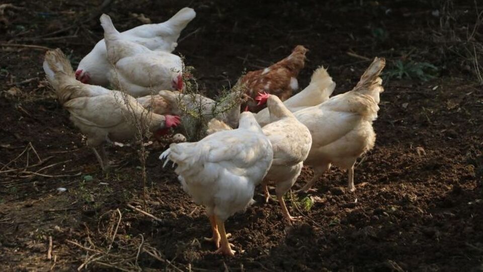 Kadın girişimlere yönelik "Yumurta Tavukçuluğu" müracaatları