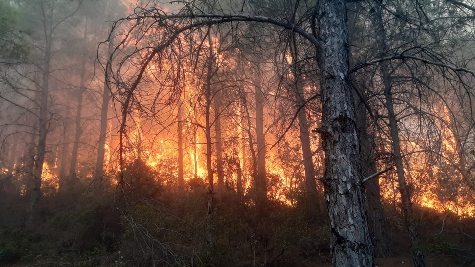 Mersin'de orman yangını