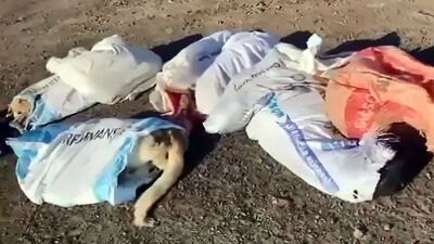 Edirne'de 15 ölü köpek! Suç duyurusu