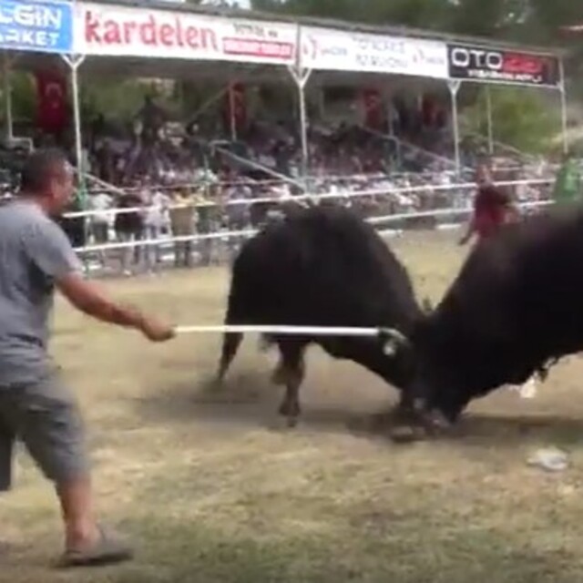Er meydanına artık boğalar çıkacak