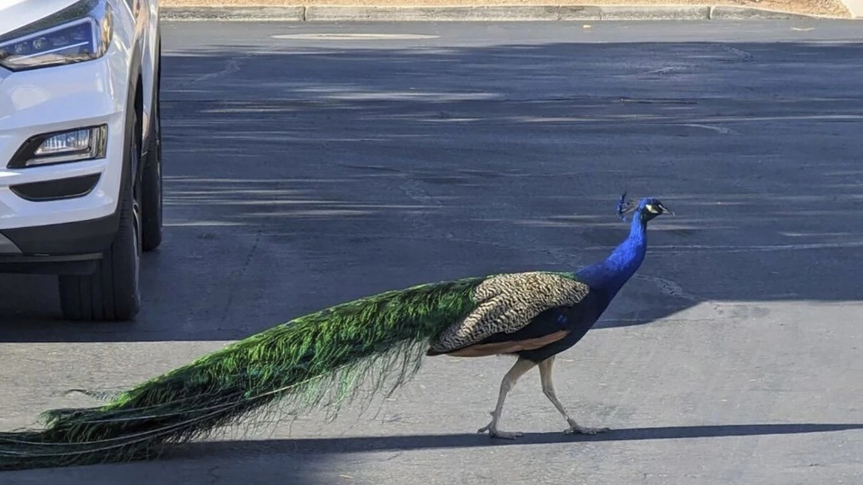 Hindistan'da tavus kuşu yiyen YouTuber'a gözaltı