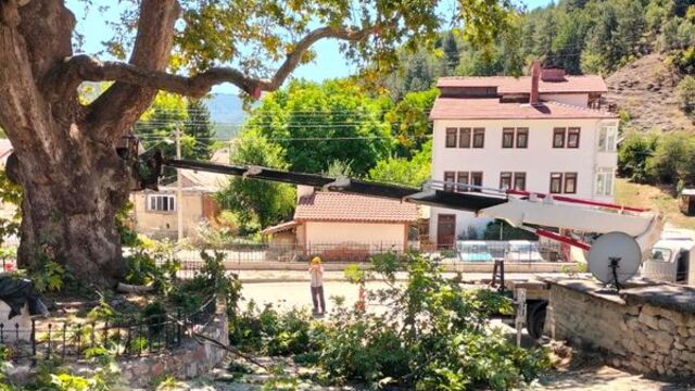 350 yaşındaki ağaca bakım