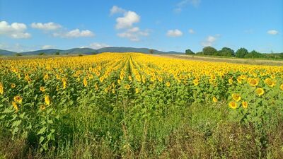 Üç yılda 30 bin dekarın üzerinde artış