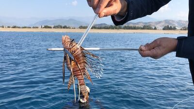 Antalya'da aslan balığı yakalama yarışması