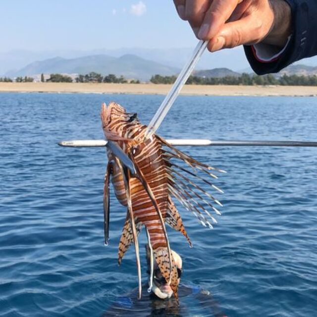 Antalya'da aslan balığı yakalama yarışması
