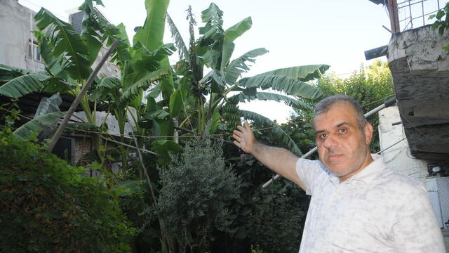 Cizre'de Anamur muzu yetiştirdi