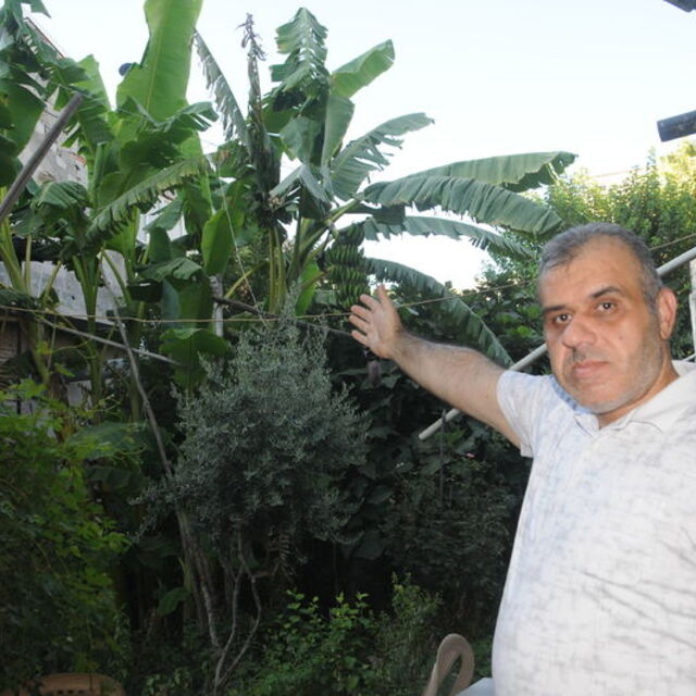 Cizre'de Anamur muzu yetiştirdi