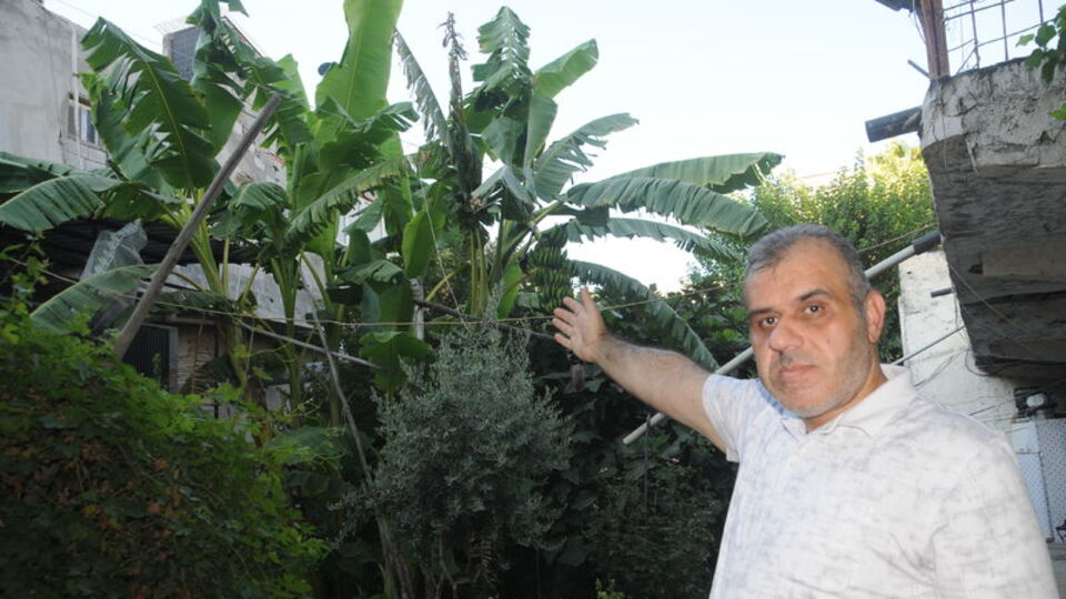 Cizre'de Anamur muzu yetiştirdi