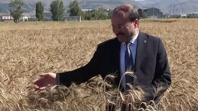 Üniversite arazisini yerli tohuma ayırdı