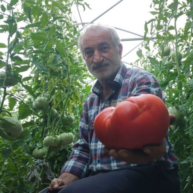 Erzurum'un devasa domatesi