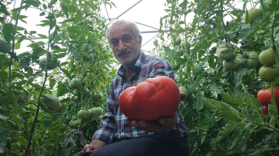 Erzurum'un devasa domatesi