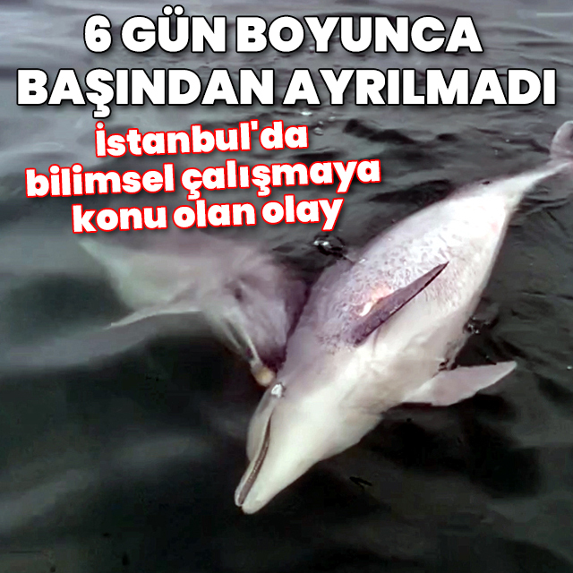 İstanbul'da bilimsel çalışmaya konu olan olay: 6 gün boyunca başından ayrılmadı