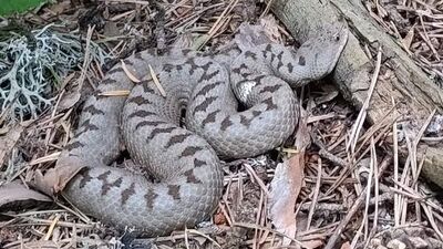 Çorum'da 'Kafkas boynuzlu engereği' görüldü