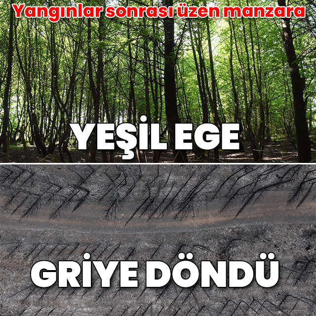 Orman yangınları sonrası üzücü tablo: Yeşil Ege griye döndü