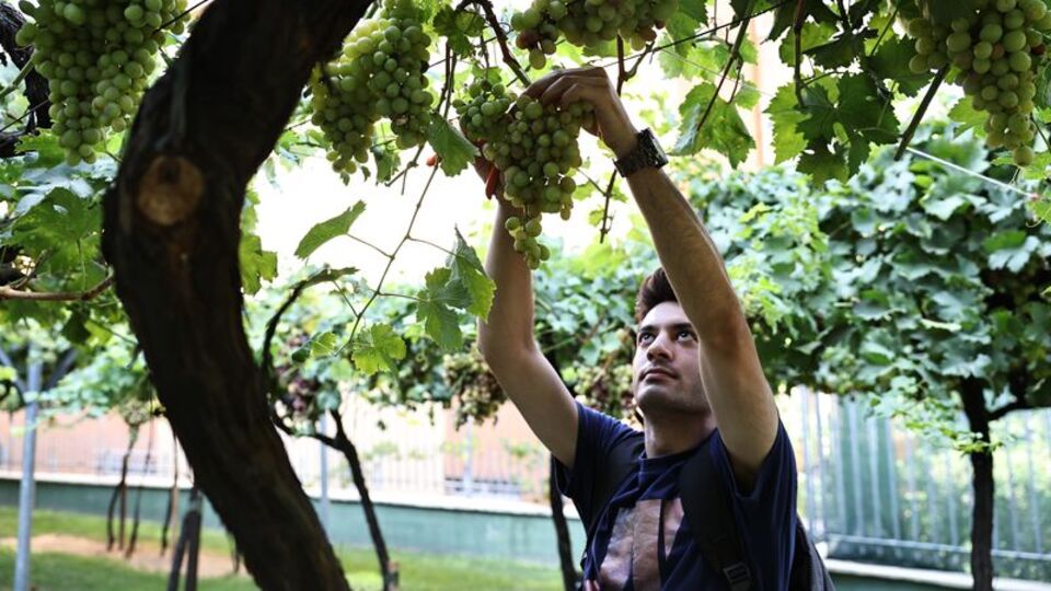 Bağcılar'da ilk hasadı gençler yaptı