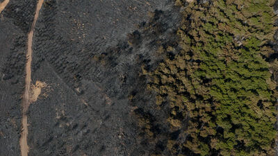 9 Eylül'de yanan bölgeleri ağaçlandıracak