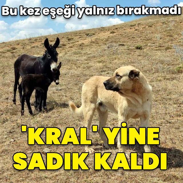 'Kral' yine sadık kaldı