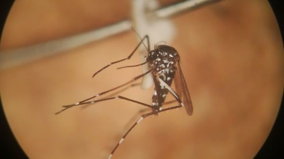 Bakanlıktan Batı Nil Virüsü açıklaması