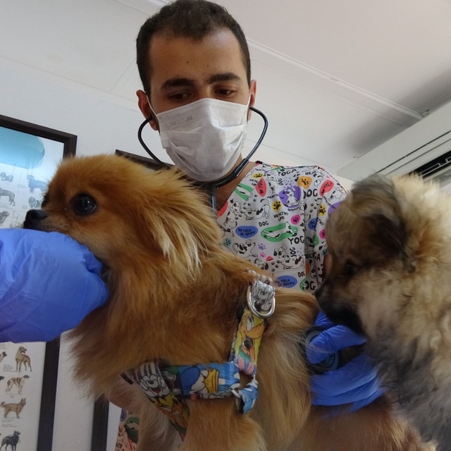 Eski sevgili şikayet etti, köpeklere işkence ortaya çıktı