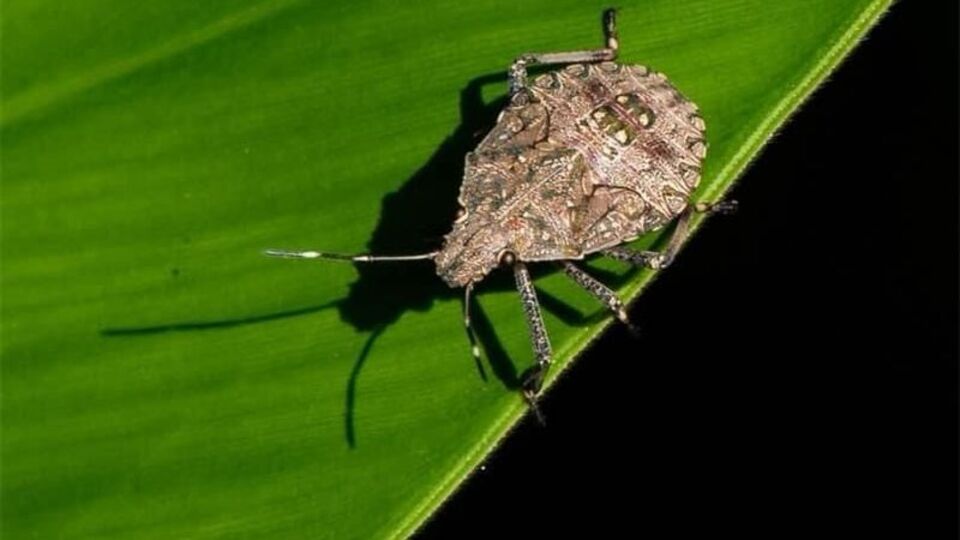 Başkanlardan "kahverengi kokarca" açıklaması