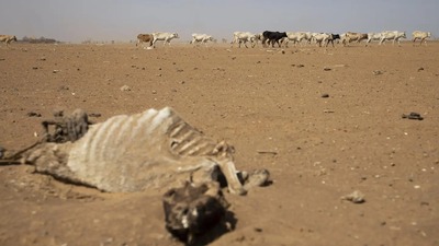 Kuraklık nedeniyle hayvanlar itlaf edilecek