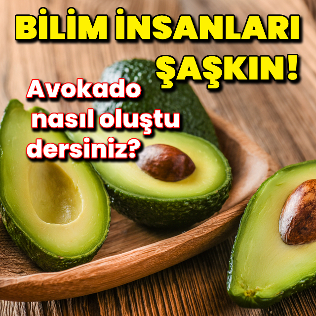 Bilim insanları avokadonun nasıl oluştuğu konusunda hala şaşkınmış!