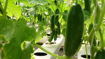 TikTok'ta trend oldu! Salatalık talebine yetişemiyorlar