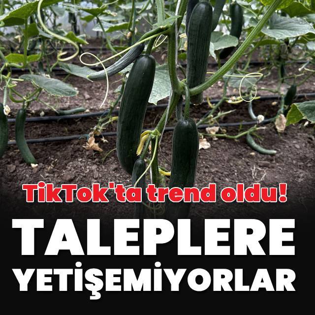 TikTok'ta trend oldu! Salatalık talebine yetişemiyorlar