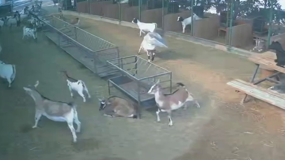 Cüce keçi arkadaşlarını böyle korkuttu!