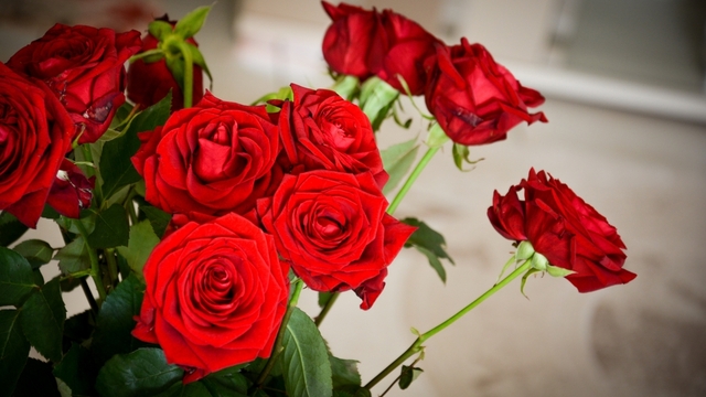 G&uuml;l fidanı dikme zamanı