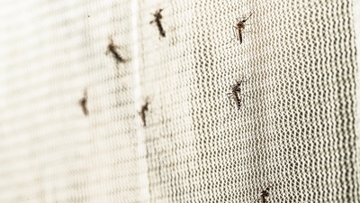 Batı Nil virüsü uyarısı! "Sivrisinek üreme alanları yok edilmeli"