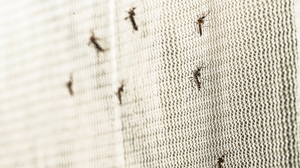 Batı Nil virüsü uyarısı! "Sivrisinek üreme alanları yok edilmeli"