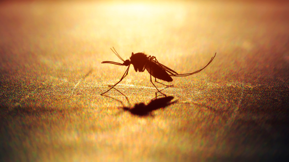 Batı Nil Virüsü nasıl bulaşıyor?