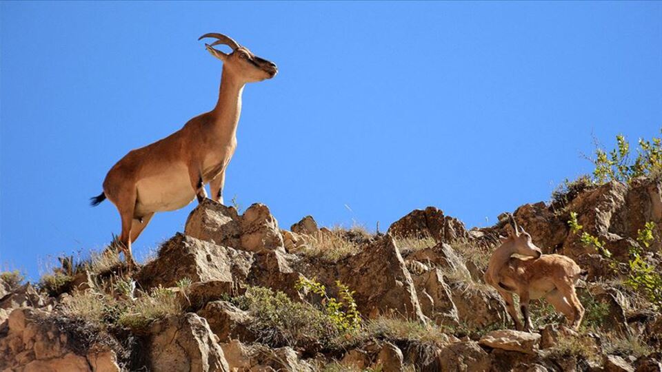 Yaban keçisi avına rekor ceza