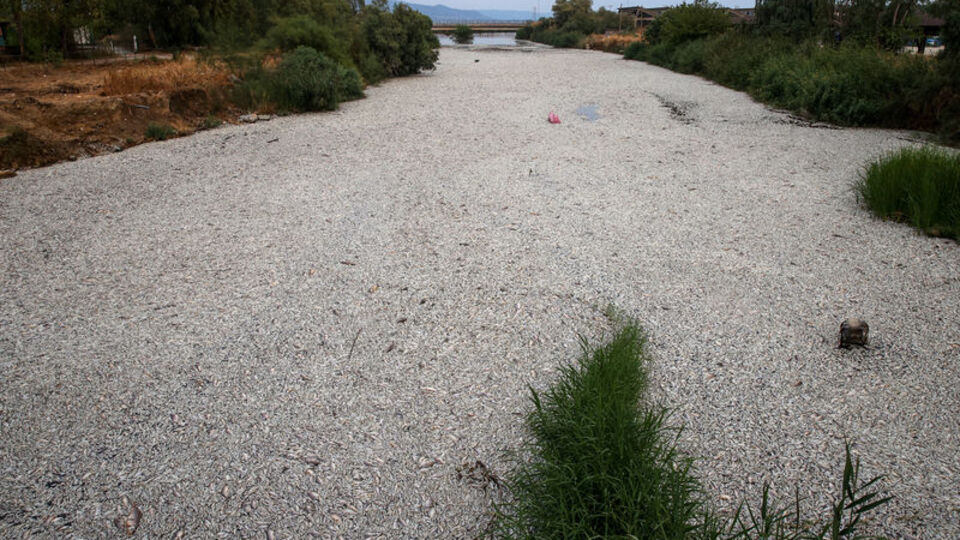 Yunanistan'da binlerce ölü balık sahile vurdu
