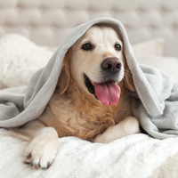 Köpek sahiplerini ilgilendiren 7 kritik ipucu