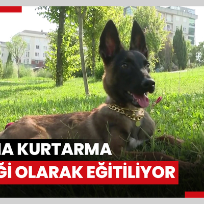Cüce Belçika kurdu, arama kurtarma köpeği olarak eğitiliyor