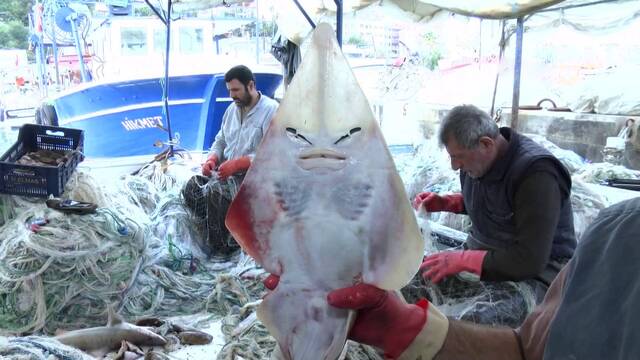 'İnsan yüzlü' balık oltaya takıldı