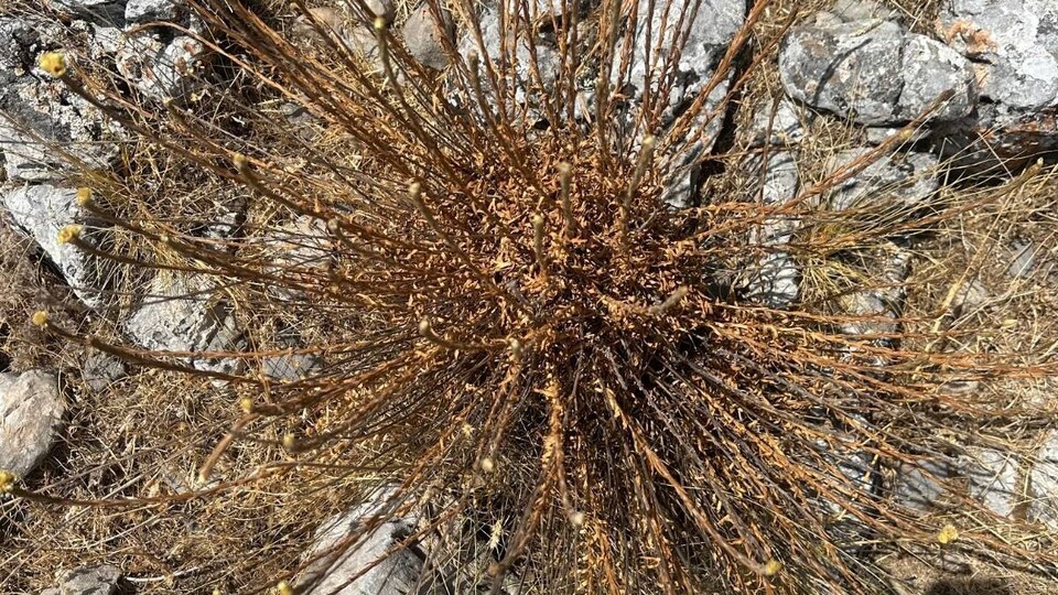 Bu bitkiyi koparmanın cezası 387 bin lira