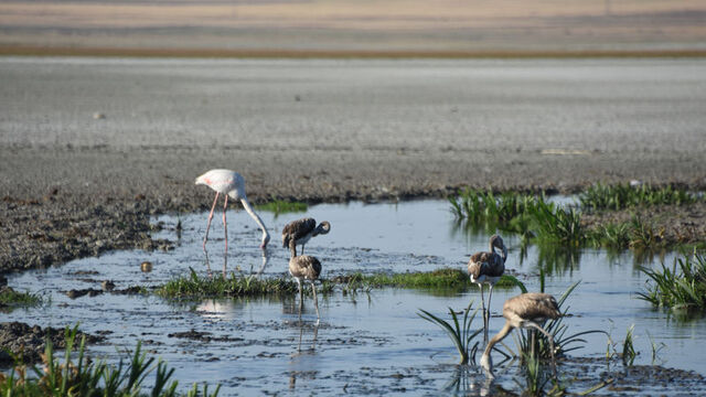 "Flamingo cenneti" olan göl kurudu