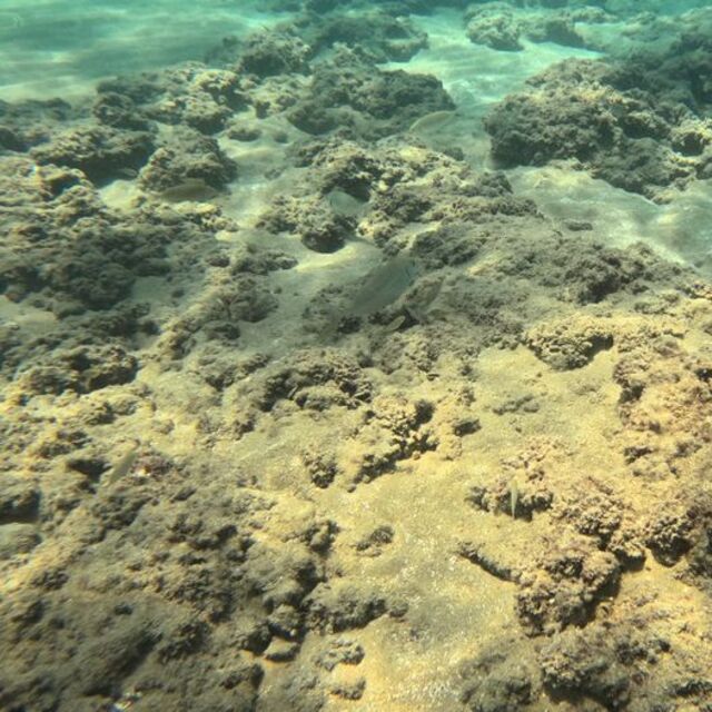 Akdeniz'de "sıcaklık" değişimi hızlandırıyor!